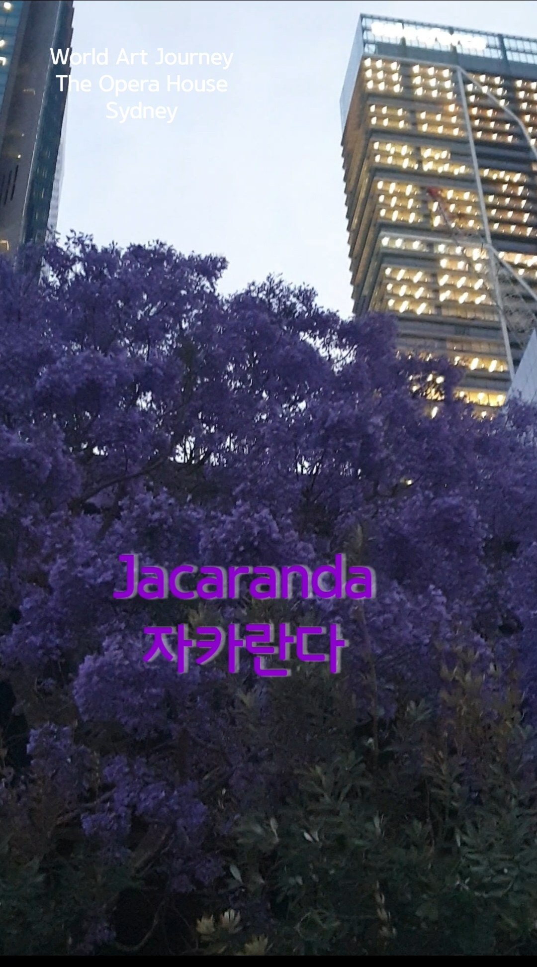 [Australia 호주 b1 - Sydney Opera House ] - 사진을 클릭하시면 원본크기를 보실 수 있습니다.